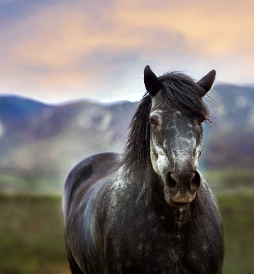 horse, animal, outdoors-1911400.jpg